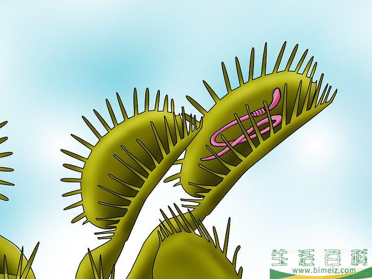 怎么种植捕蝇草