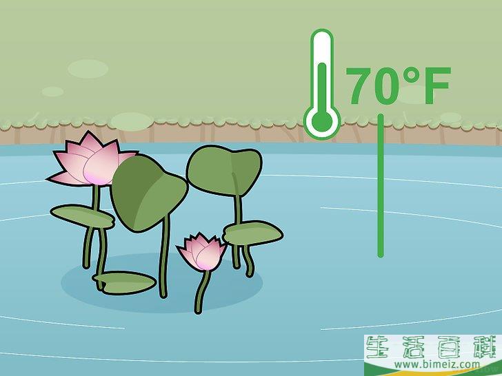 怎么种植莲花