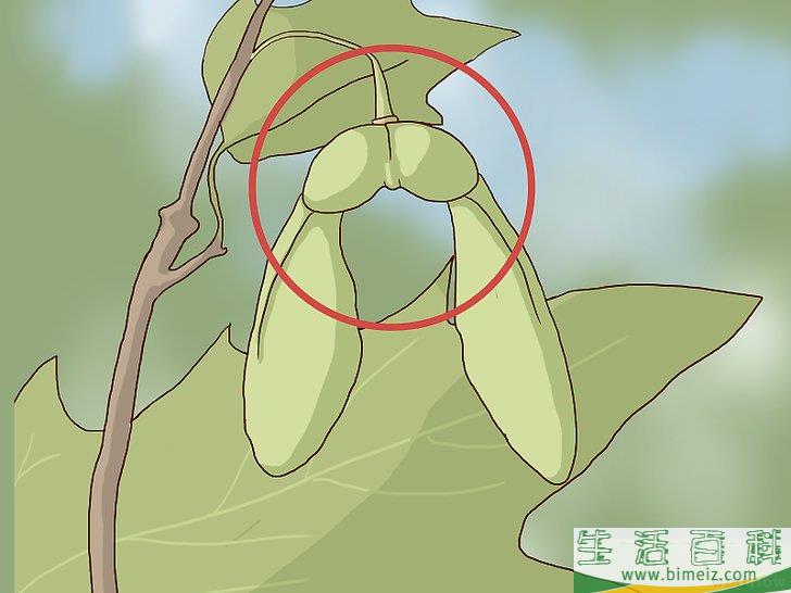 怎么辨认糖槭树