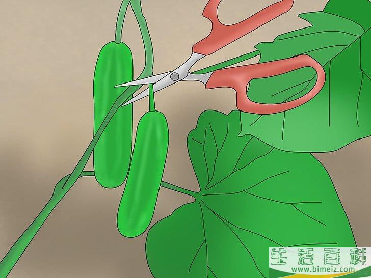 怎么盆栽黄瓜