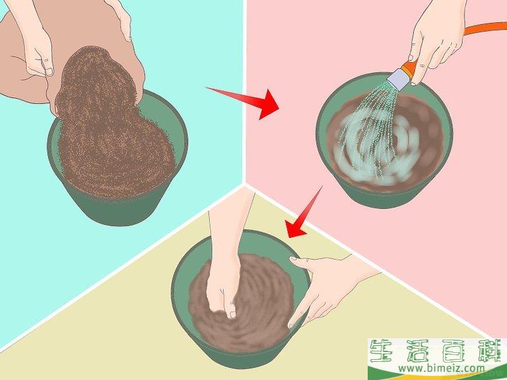 怎么从种子开始种植柠檬