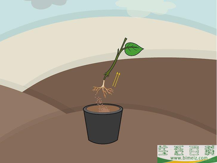怎么在室内种植柠檬树