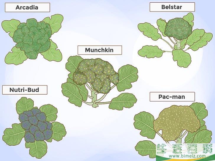 怎么种植西兰花