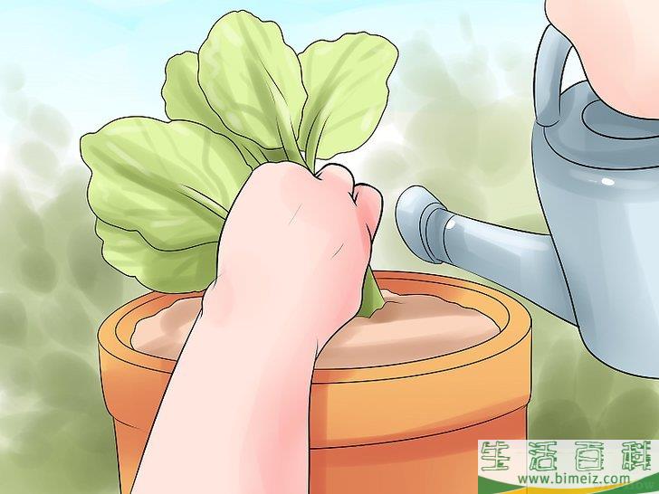 怎么选择给花园浇水的最佳时间