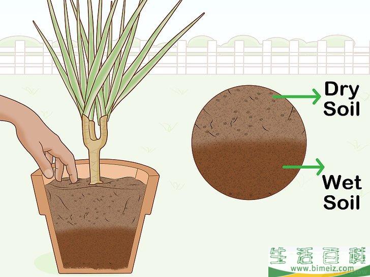 怎么养护马达加斯加龙血树