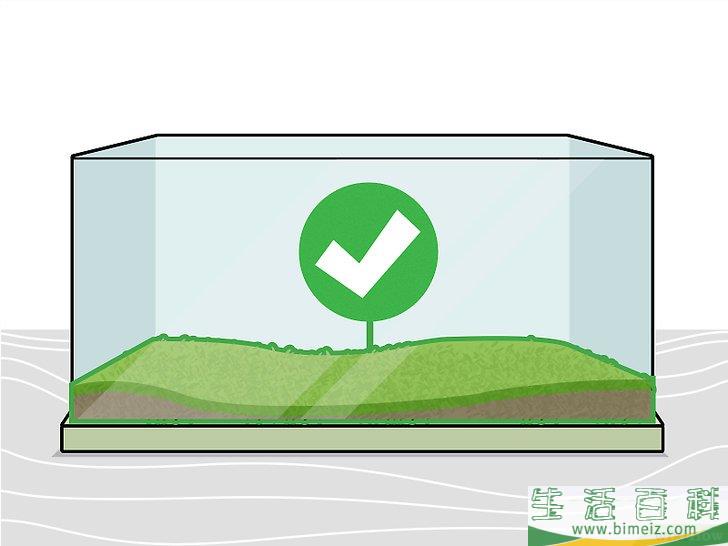 怎么种植淡水水族箱植物
