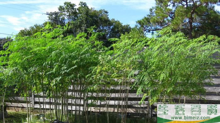 怎么种植辣木树