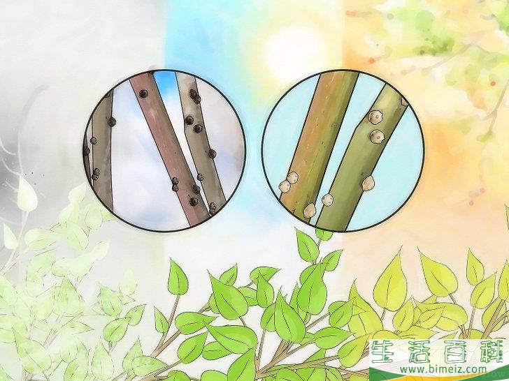 怎么消灭介壳虫