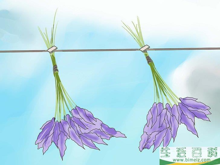 怎么收割薰衣草