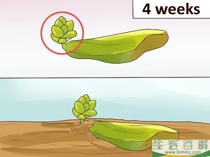 怎么用叶插法培育多肉植物