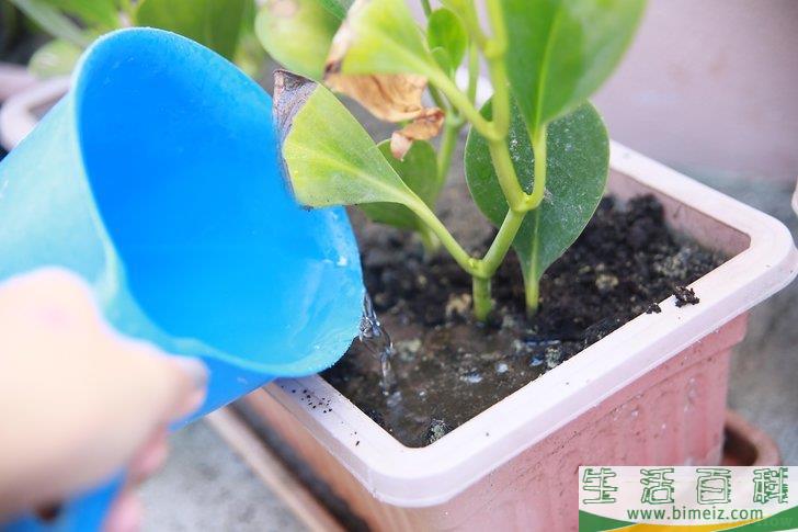 怎么挽救浇了太多水的植物
