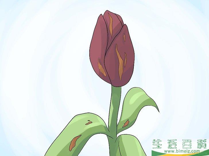 怎么照顾郁金香