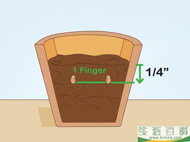 怎么养护马达加斯加龙血树