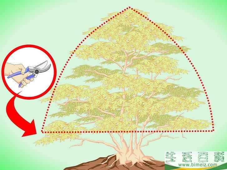 怎么修剪日本枫树