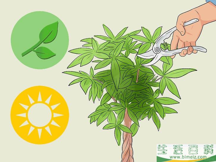 怎么照料招财树
