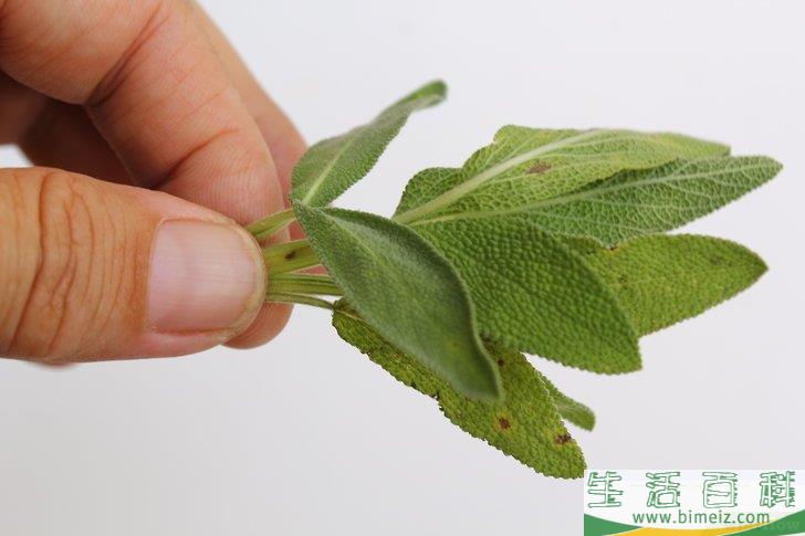 怎么得到干燥的鼠尾草