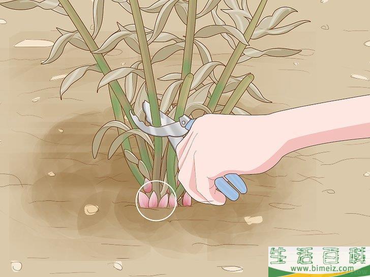 怎么分栽牡丹