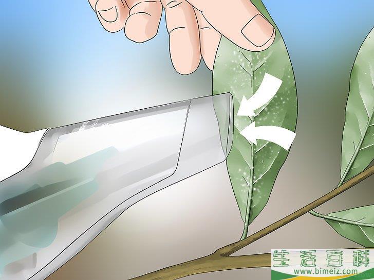 怎么除去粉虱