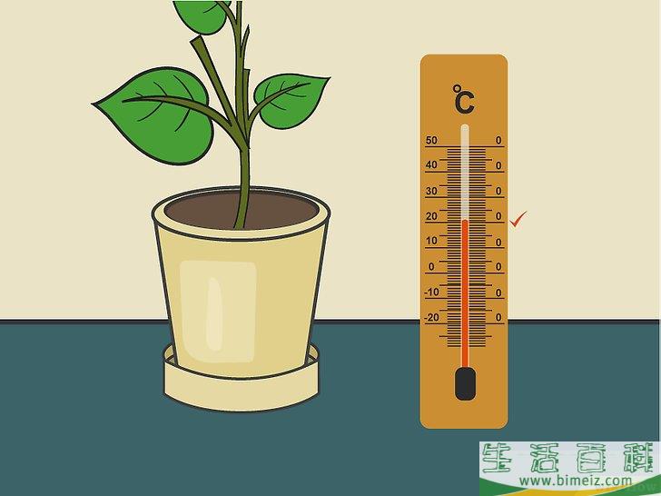 怎么在室内种植柠檬树
