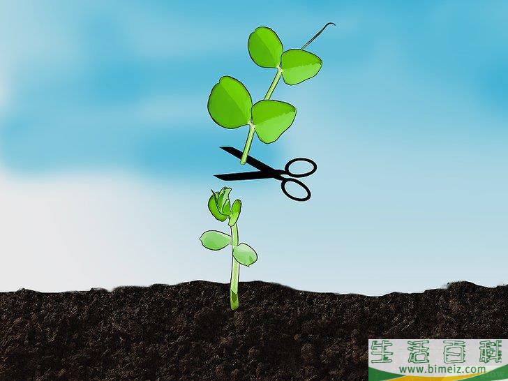 怎么种植豆类和豌豆