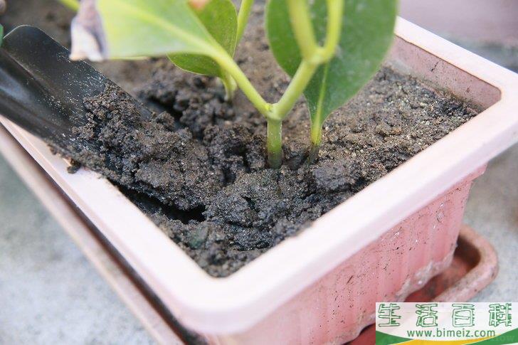 怎么挽救浇了太多水的植物