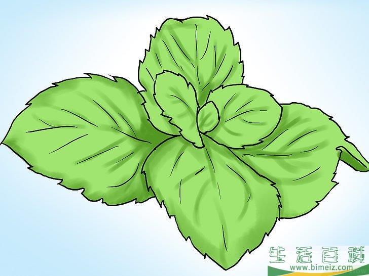 怎么在花盆里种植薄荷