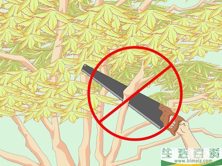 怎么修剪日本枫树