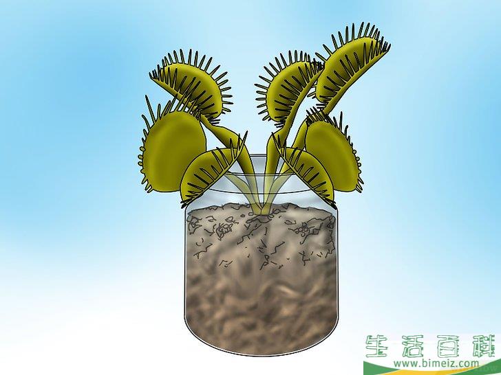 怎么种植捕蝇草