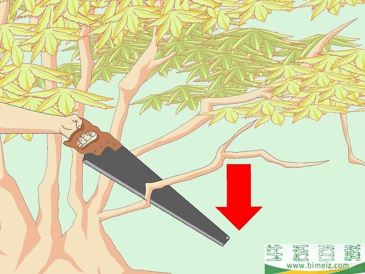 怎么修剪日本枫树