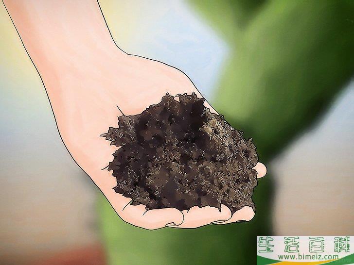 怎么挽救干枯的仙人掌