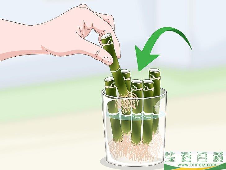 怎么繁殖富贵竹
