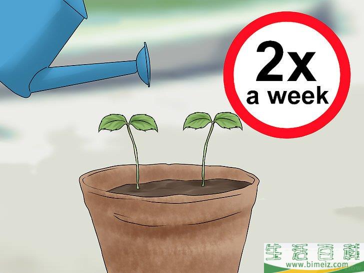 怎么播种苹果