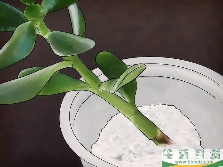 怎么种植翡翠木