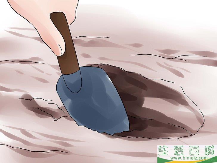 怎么照料玉簪花