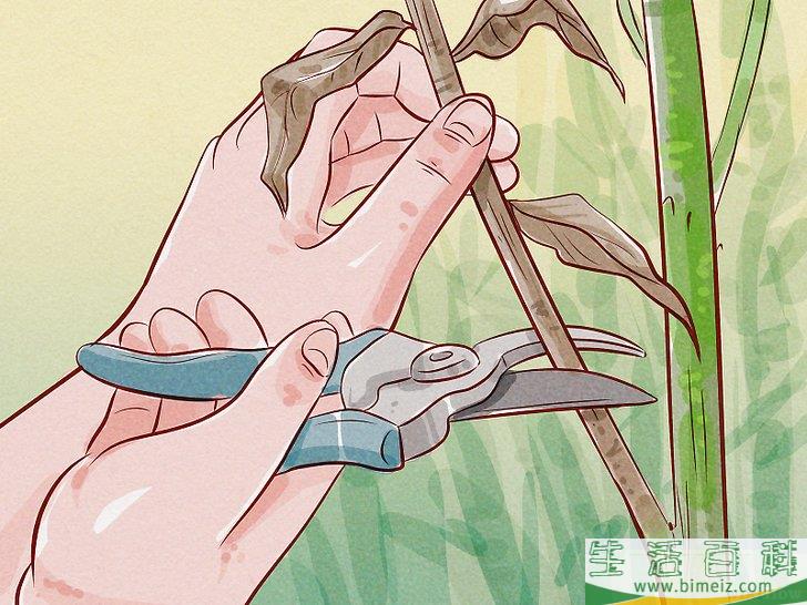 怎么给锦带花修枝