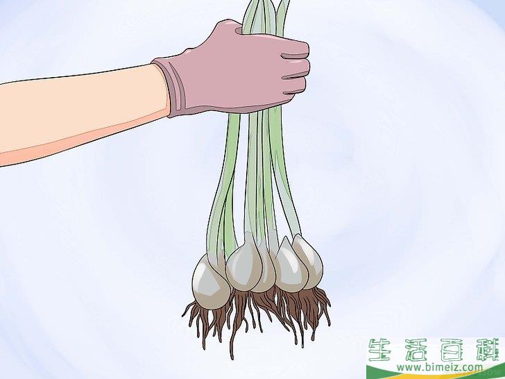 怎么照顾郁金香