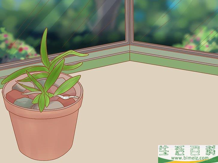 怎么照料石斛兰