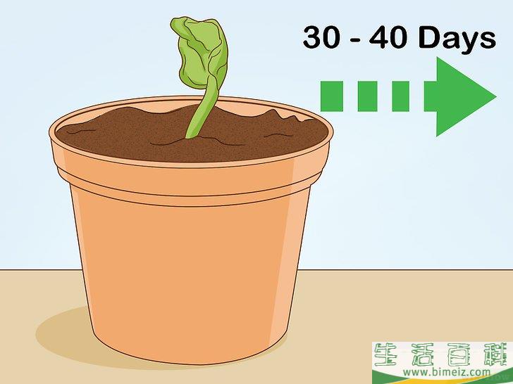 怎么养护马达加斯加龙血树
