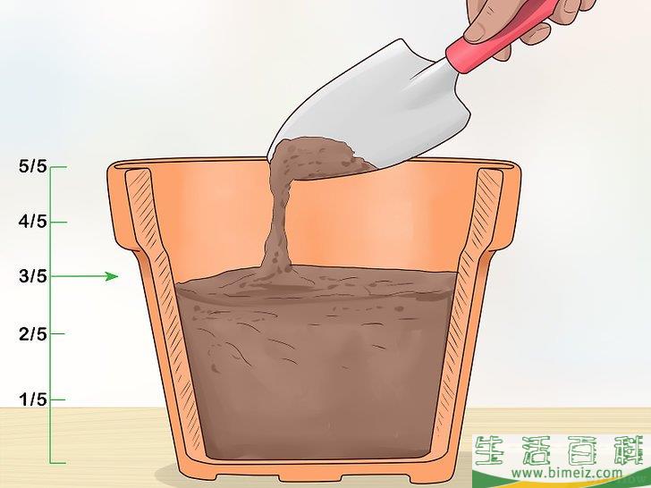 怎么从枣核开始培植椰枣树