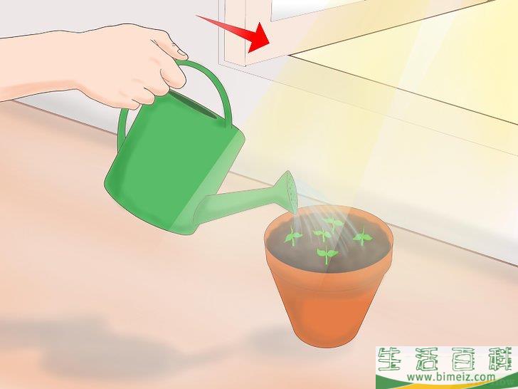 怎么从种子开始种植柠檬