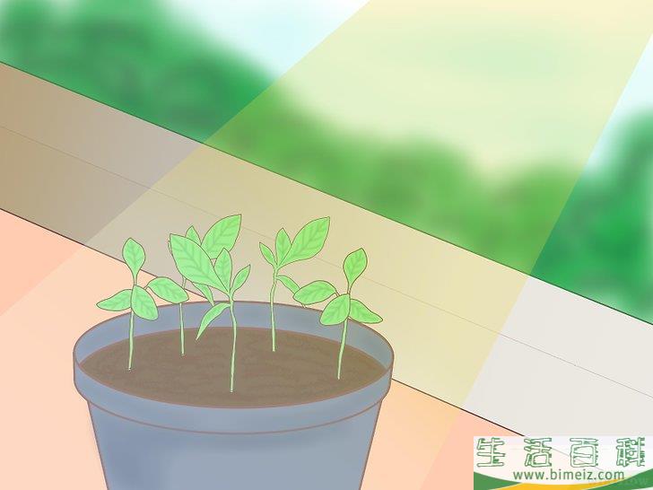 怎么从种子开始种植柠檬
