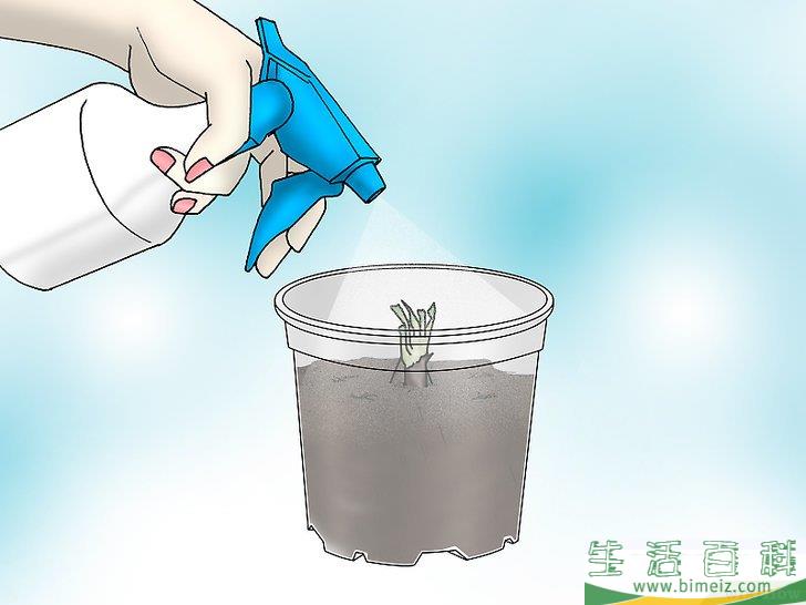 怎么种植捕蝇草