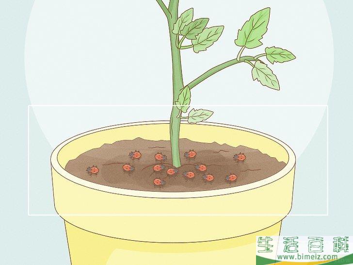 怎么通过自然的方法消灭红蜘蛛
