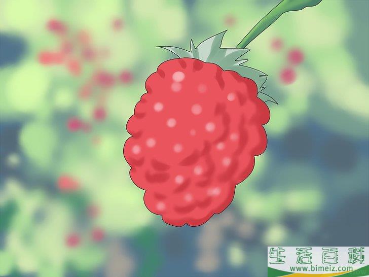 怎么修剪覆盆子