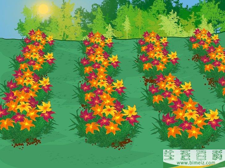 怎么分栽黄花菜