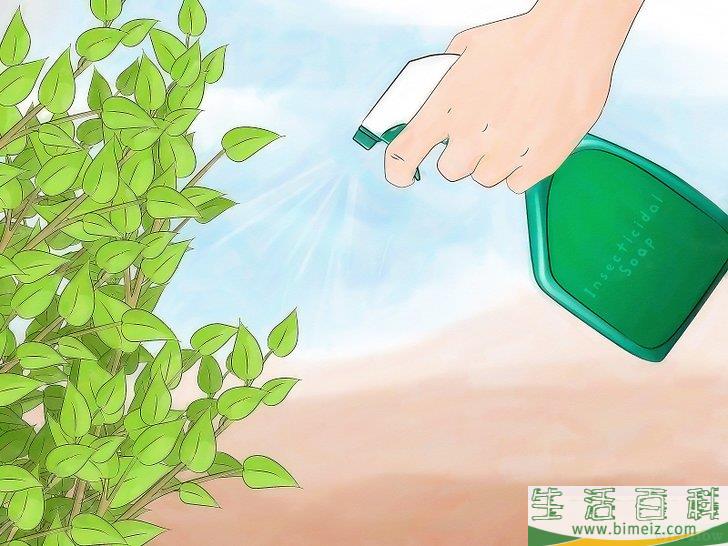怎么消灭介壳虫
