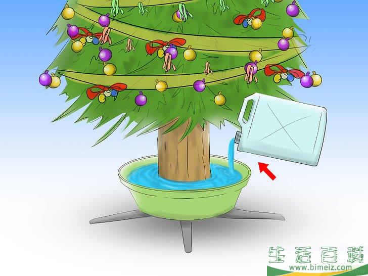 怎么养护圣诞树