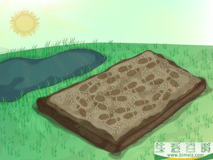 怎么种植野花
