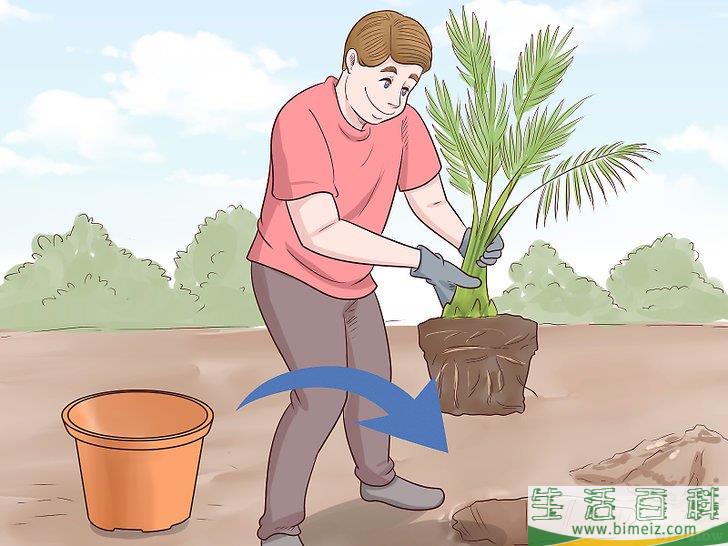 怎么从枣核开始培植椰枣树