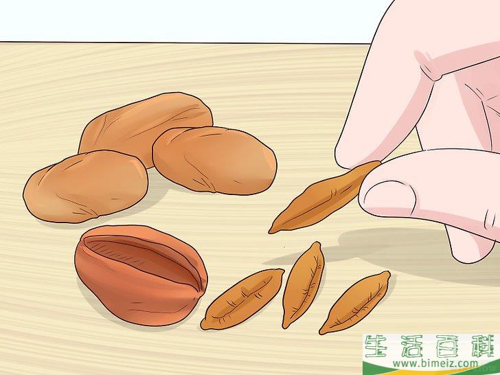 怎么从枣核开始培植椰枣树